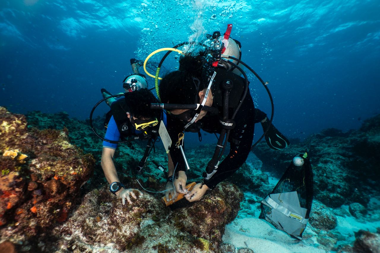 110 especies de peces arrecifales conforma base de datos inicial de proyecto investigativo de Dimar en Expedición Seaflower 2018