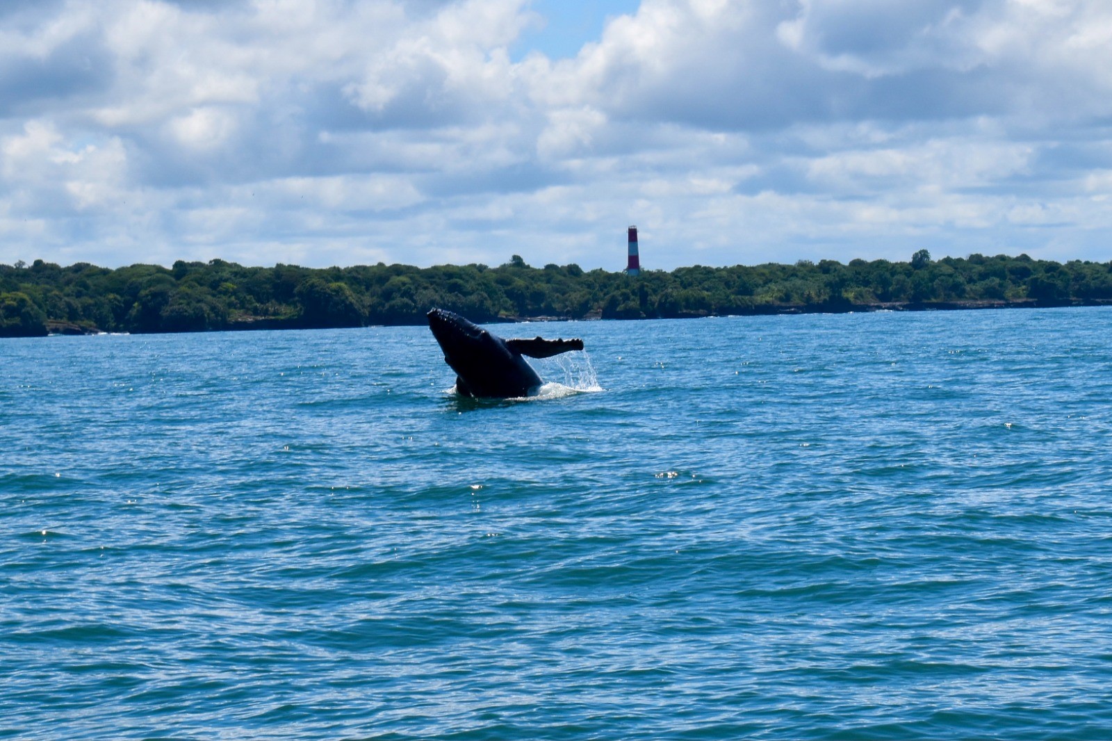 Más de 228 mil personas se movilizaron en Buenaventura durante la temporada de avistamiento de ballenas