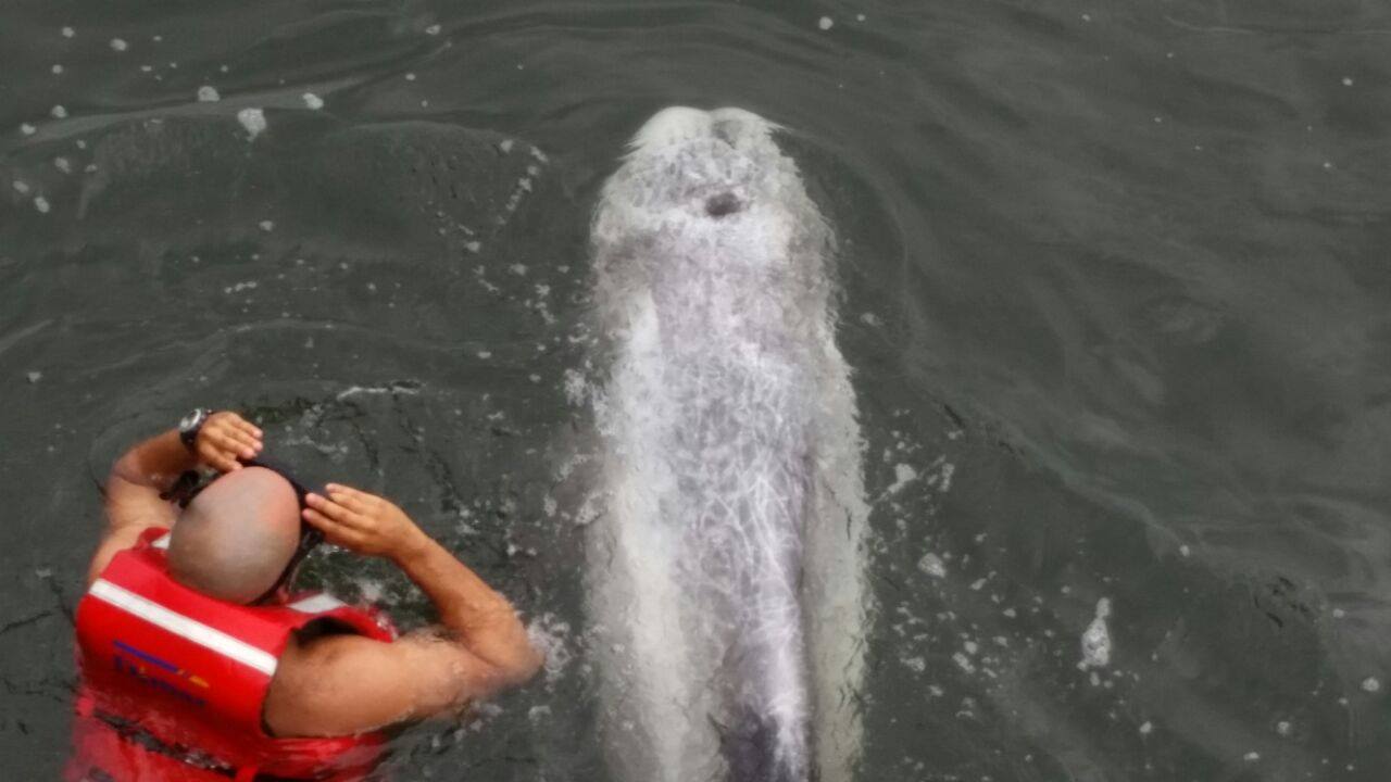 Delfín de Risso rescatado en la Bahía de Tumaco. 