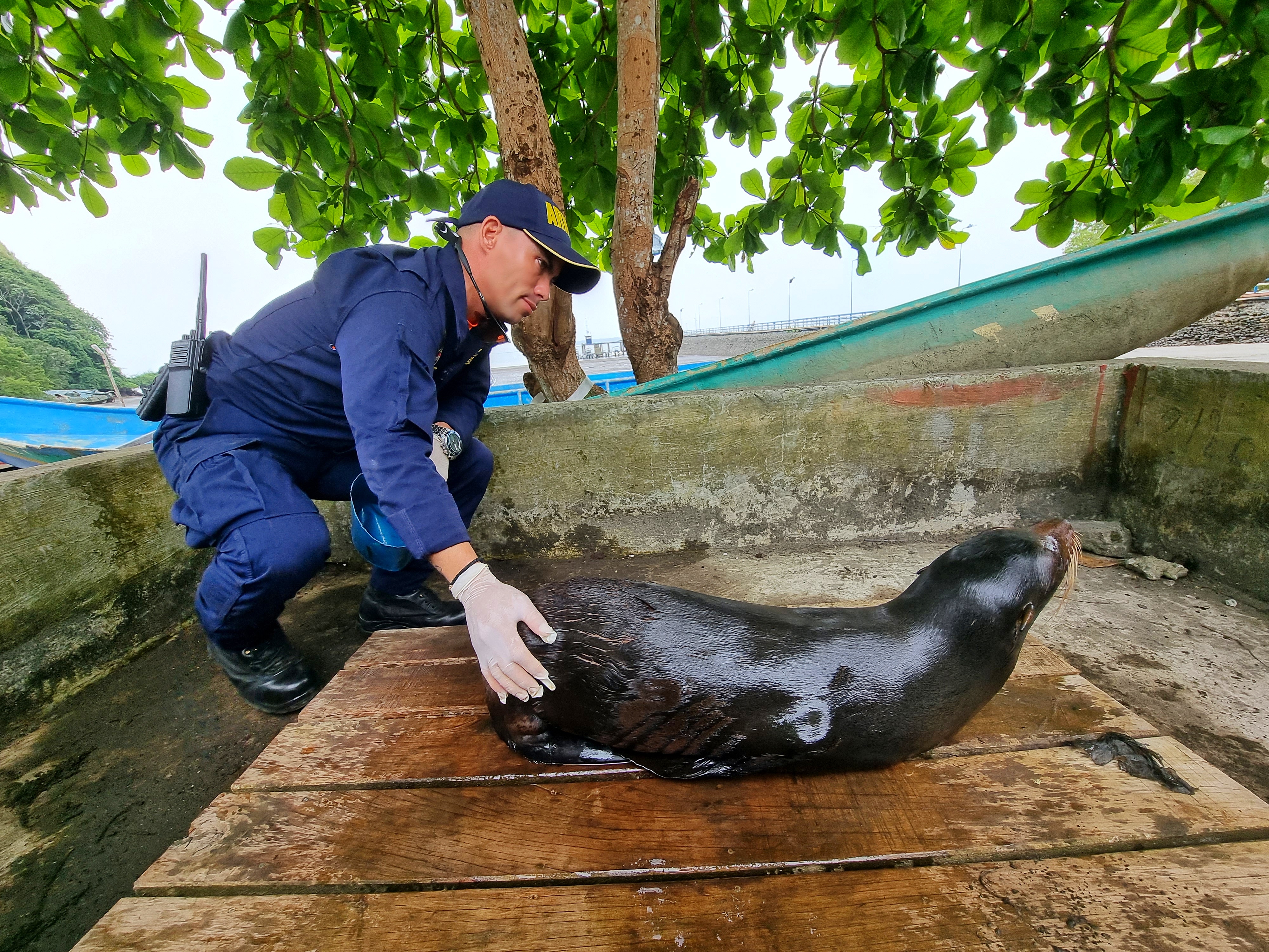 Dimar asiste y libera a lobo marino herido en el Pacífico colombiano