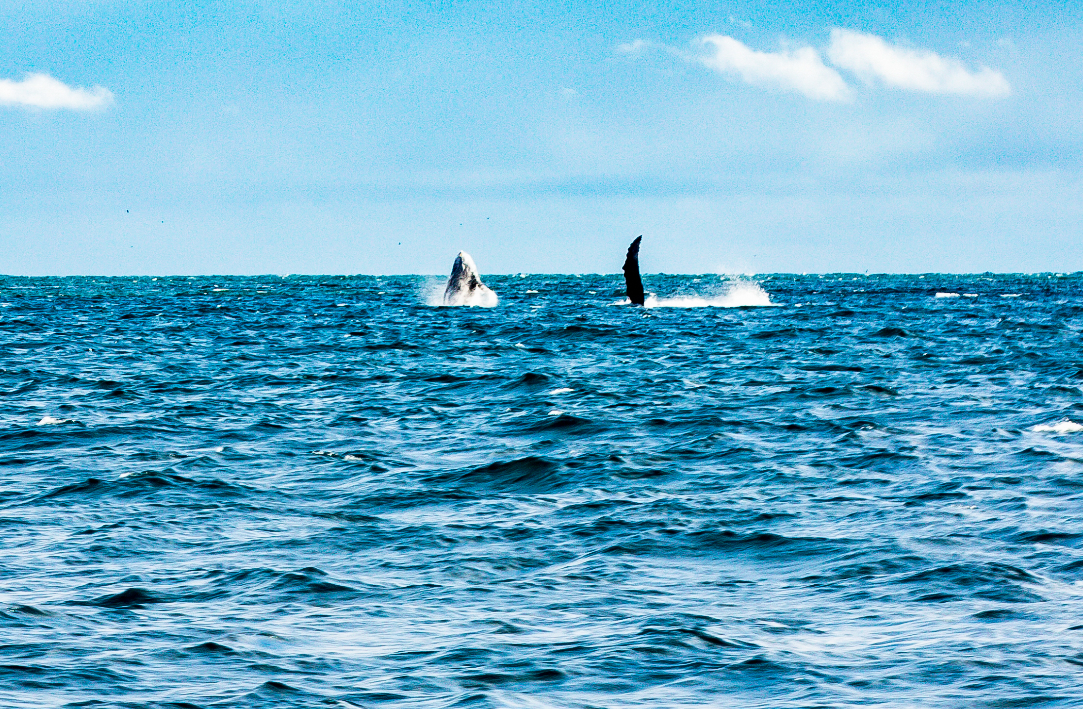 Más de 215 mil personas visitaron Buenaventura durante la temporada de avistamiento de ballenas: Dimar