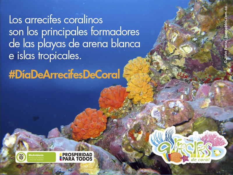 Hoy 5 de diciembre se celebra el “Día Nacional de los Arrecifes de Coral” en Colombia. Este día, fue en su momento declarado por el Ministerio de Ambiente y Desarrollo Sostenible desde el año 2008, con la finalidad de recordar y proteger a los arrecifes coralinos existentes en el territorio colombiano. 