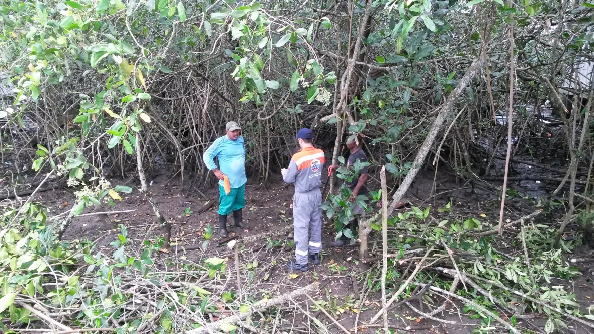 Manglar en Tumaco, zona de Exporcol. 