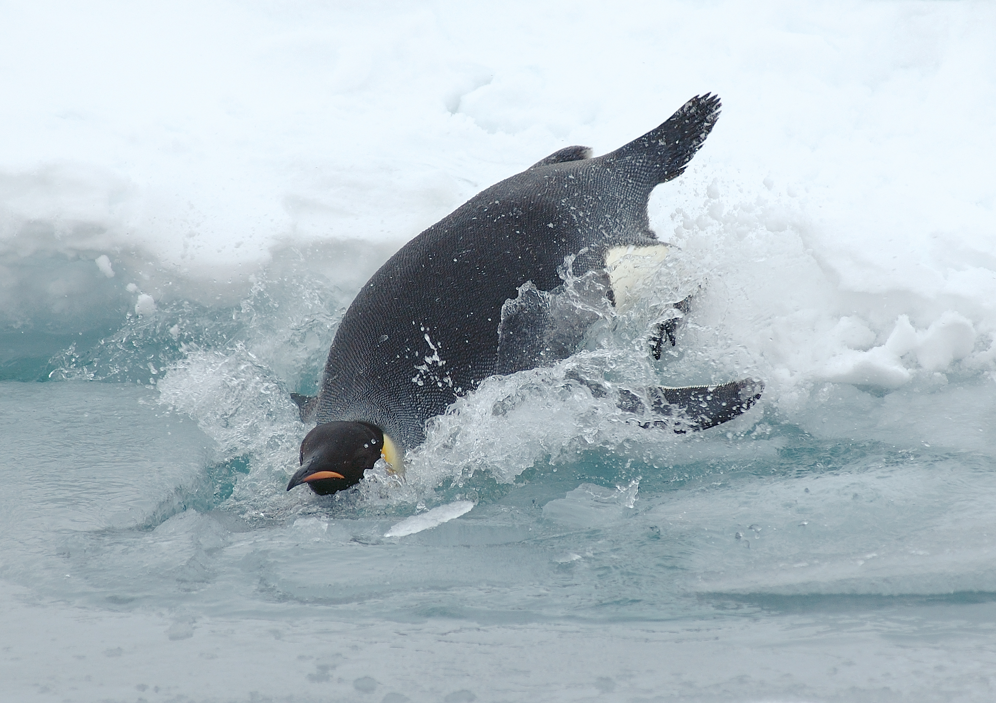 pinguino