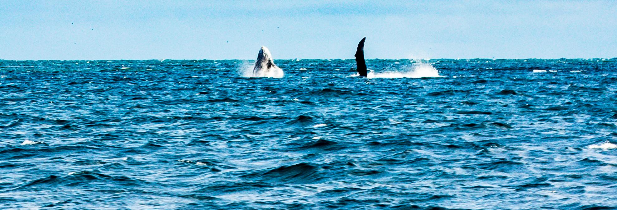 Más de 215 mil personas visitaron Buenaventura durante la temporada de avistamiento de ballenas: Dimar